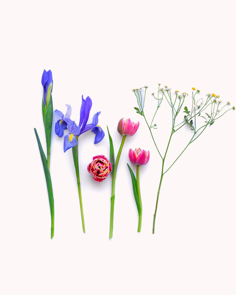 A flat lay assortment of colorful spring flowers, including blue irises, pink tulips, and chamomile on a white background, arranged in a spread out display.