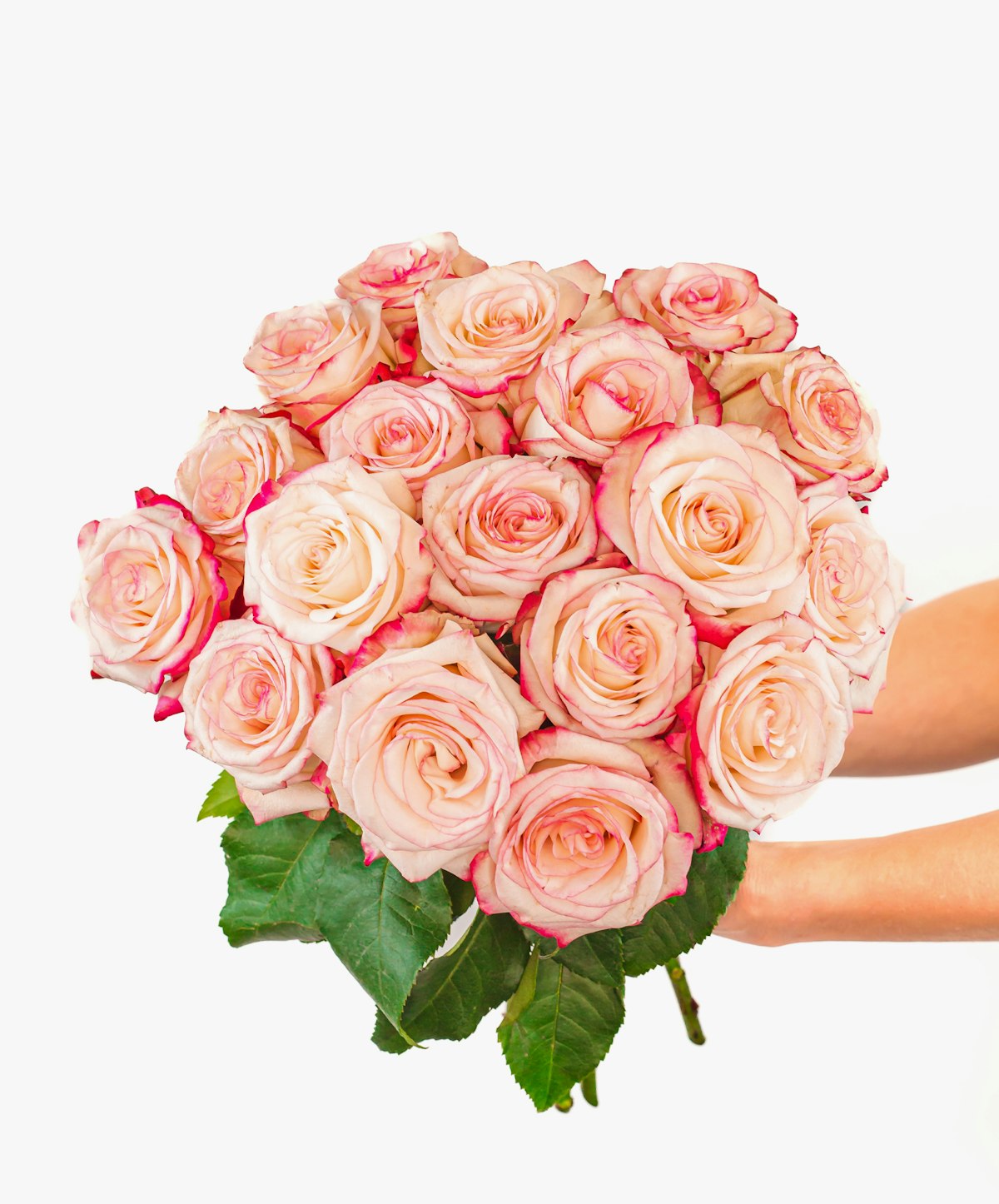 Pretty in Pink Roses 18