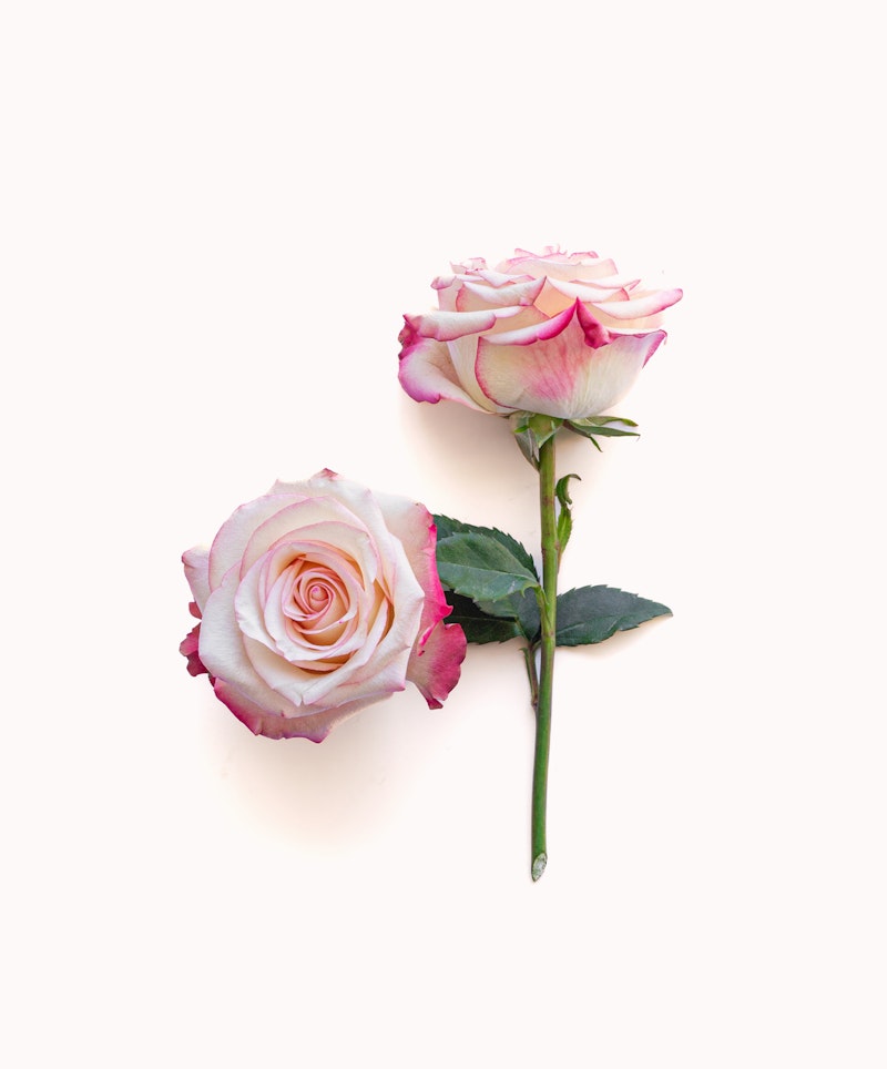 Two pink and white roses with hints of purple on the petal edges, laying against a clean white background, one fully bloomed and the other partially open.