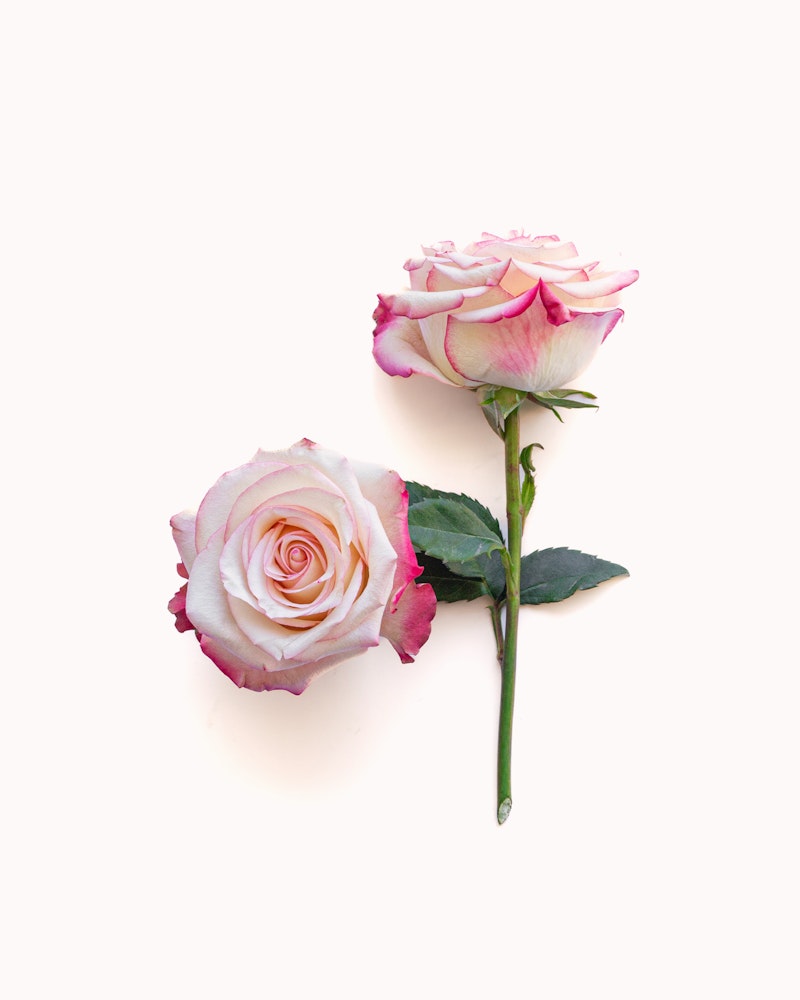 Two pink and white roses with hints of purple on the petal edges, laying against a clean white background, one fully bloomed and the other partially open.