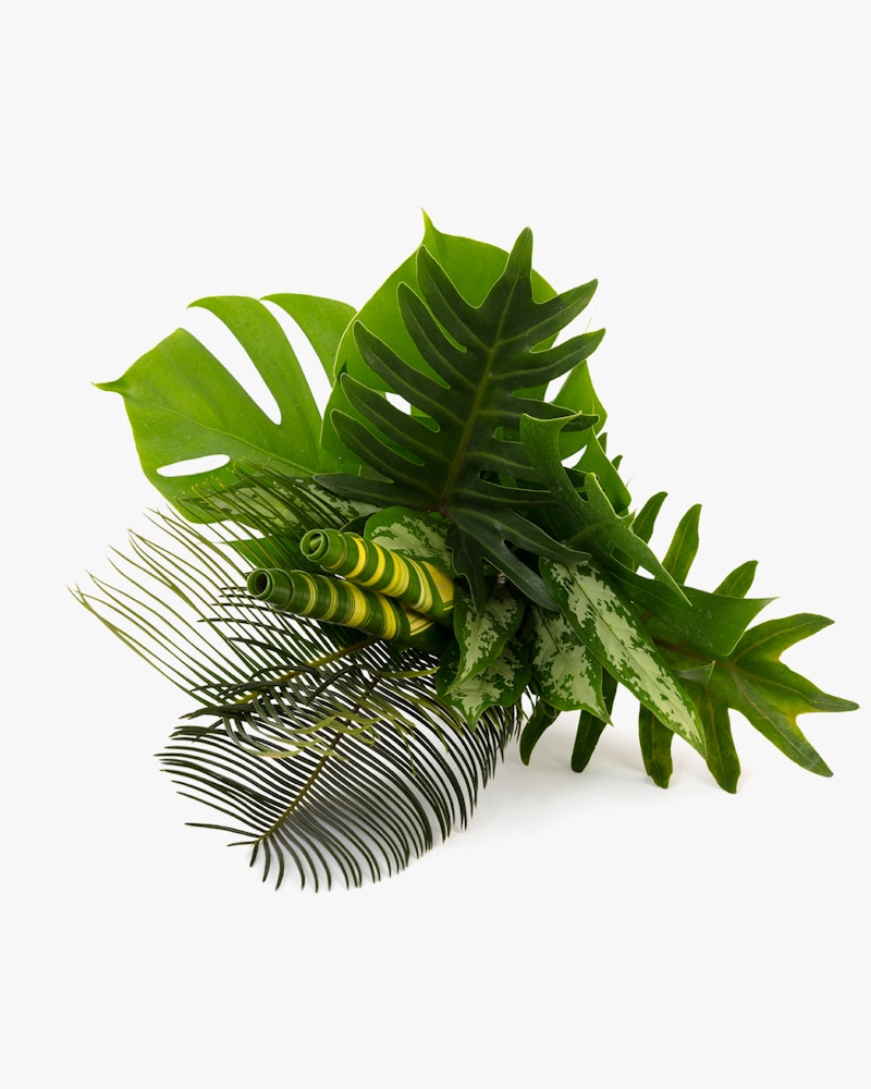 A lush arrangement of tropical green leaves featuring various shapes and textures, including monstera and palm leaves, isolated on a white background.