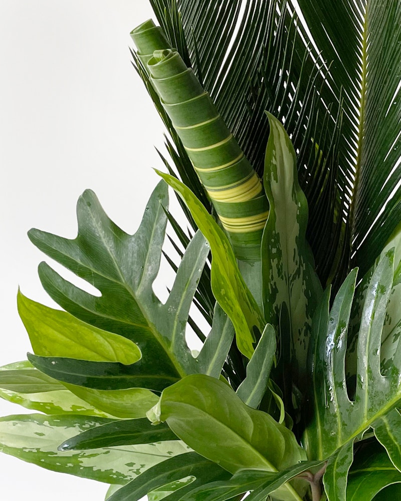 Close-up of a variety of lush green tropical leaves with different shapes and textures, including palm and monstera leaves, against a clean white background.