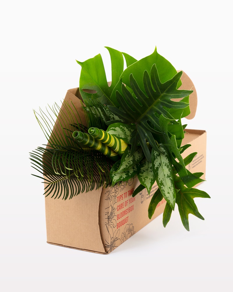 A variety of fresh green tropical leaves artistically arranged and protruding from a cardboard box against an isolated white background.