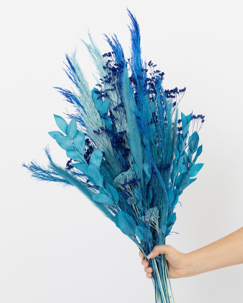 A person holds a bouquet of vibrant blue dried pampas grass and flowers against a crisp white background, emphasizing the rich color and texture of the plants.
