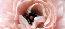 Close-up view of a delicate pink ranunculus flower in bloom showcasing intricately layered petals and the detailed structure of its inner stamen and pistils.