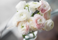 Elegant bouquet of fresh white and pink ranunculus flowers in a clear glass vase on a blurred background, creating a delicate and romantic floral arrangement.