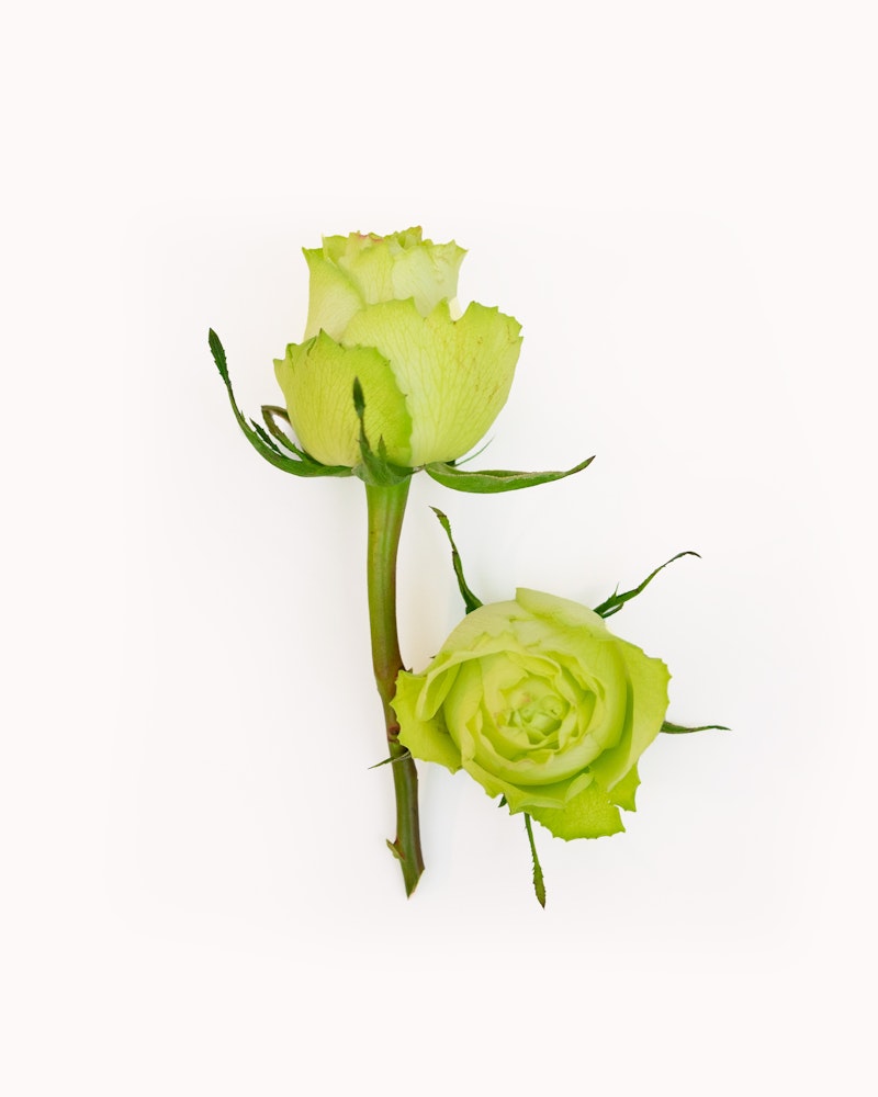 A vibrant green rose with a unique bloom and a bud against a clean white background, showcasing the beauty of rare colored flowers in nature.