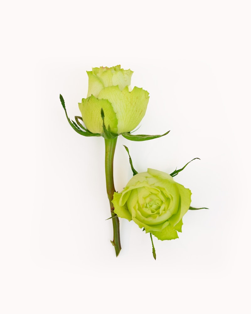 Lemonade Roses Bouquet | BloomsyBox
