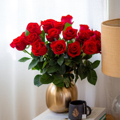 Splendid Red Roses Flower Advice