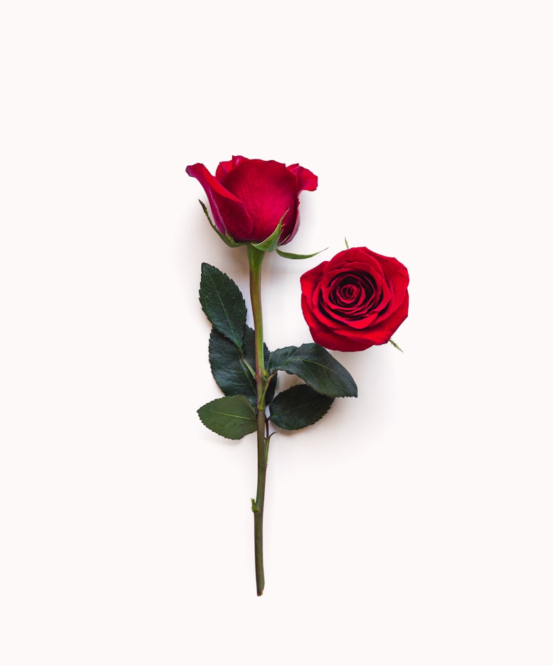 Two vibrant red roses with green leaves isolated on a white background, one rose facing upwards and the other blossoming open flat, presenting a romantic or celebratory concept.