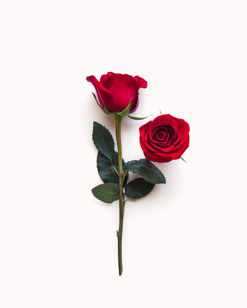 Two vibrant red roses with green leaves isolated on a white background, one rose facing upwards and the other blossoming open flat, presenting a romantic or celebratory concept.