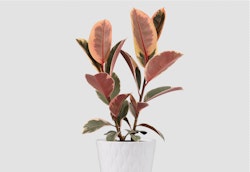 A vibrant rubber plant with glossy green and pink leaves sits elegantly in a textured white pot against a neutral background, showcasing its lush foliage.