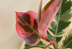 Vibrant pink and green variegated rubber plant leaf with intricate patterns, positioned against a pale backdrop showcasing its natural beauty and detail.