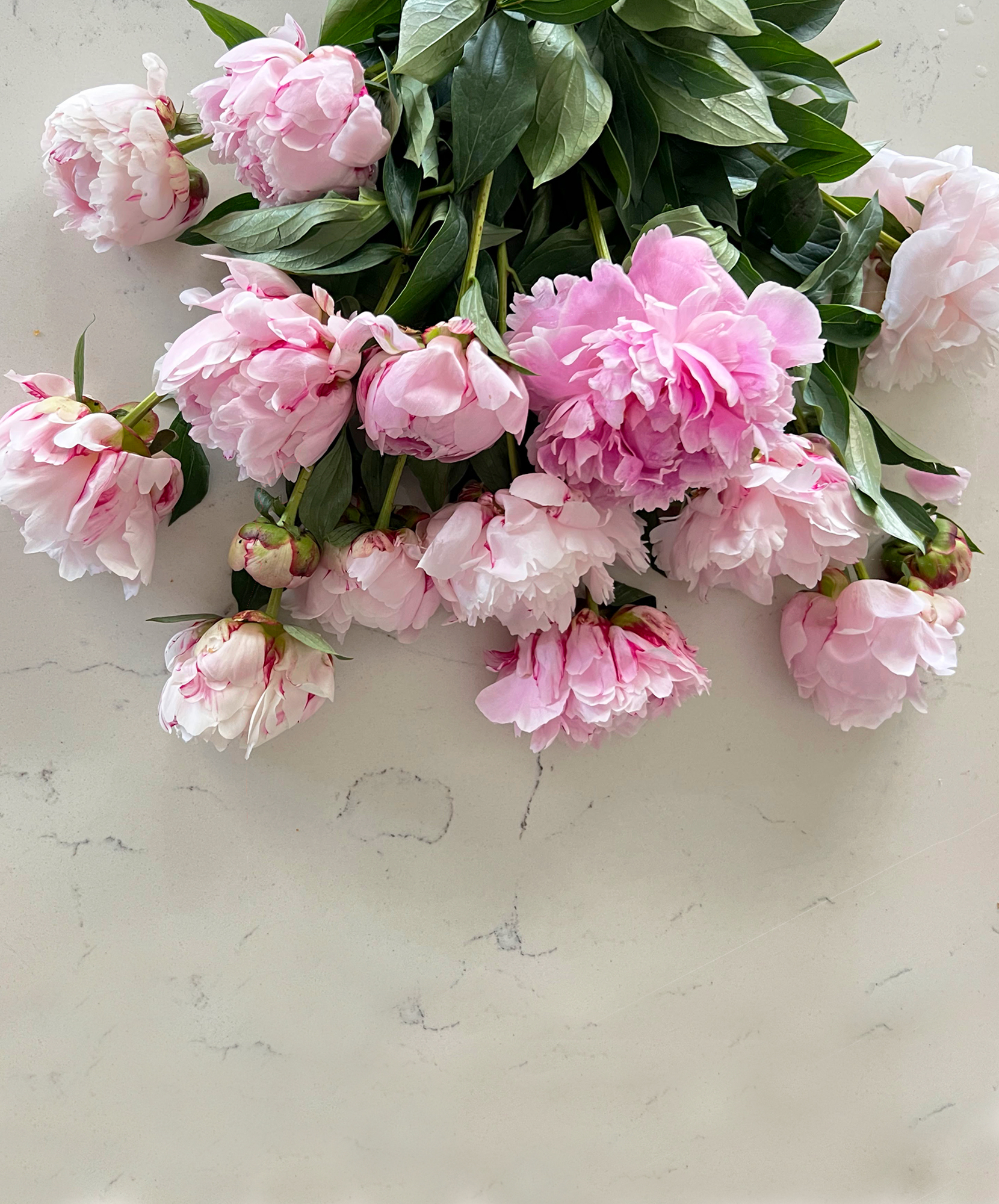Delicate pink peonies arranged artfully on a marble surface, showcasing their lush blooms.