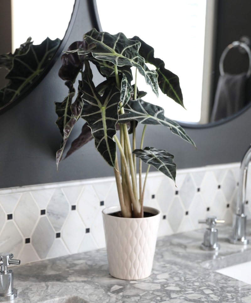 Elegant bathroom with a potted Alocasia plant on a marble countertop, featuring a hexagonal tiled backsplash and reflections in a round mirror.