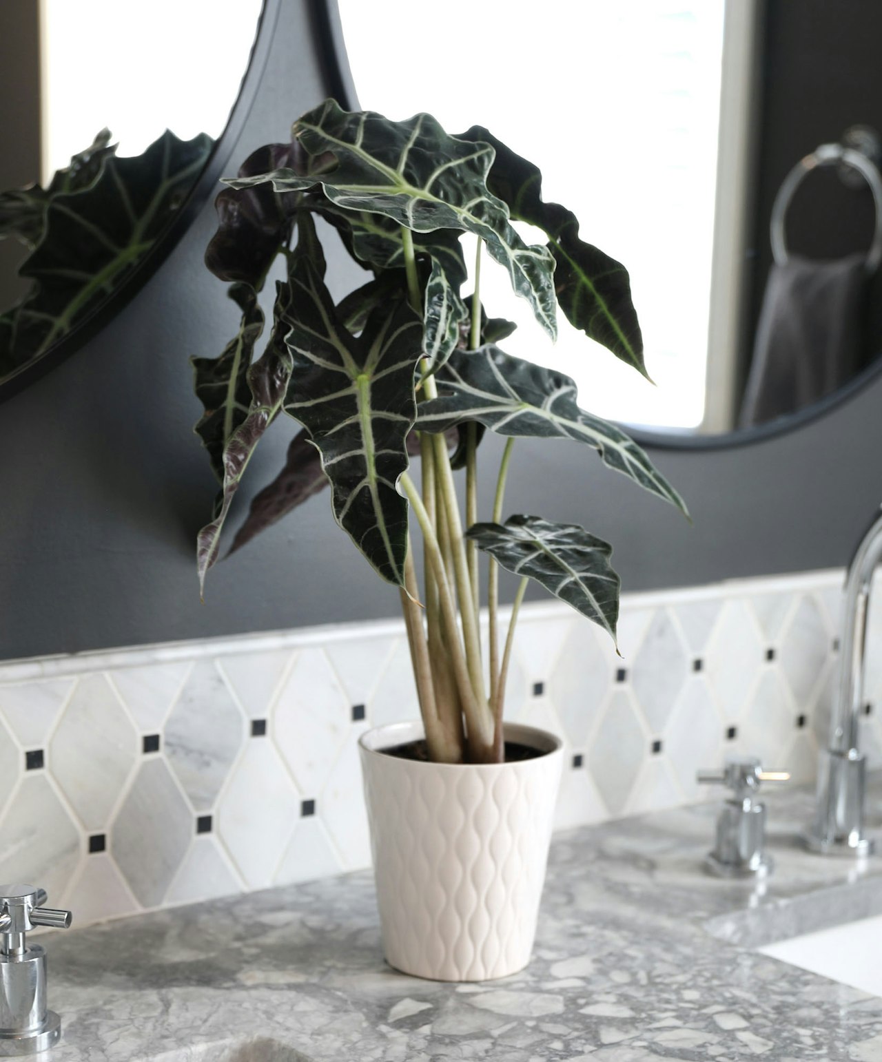 A stylish potted Alocasia plant adds a touch of greenery to a modern bathroom countertop.