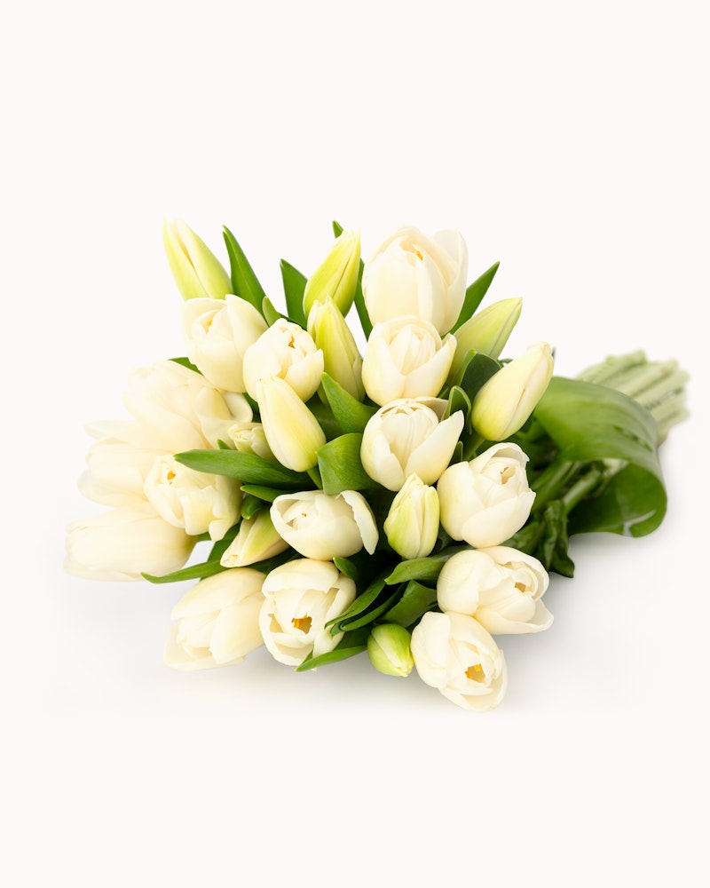 pure-white-tulips