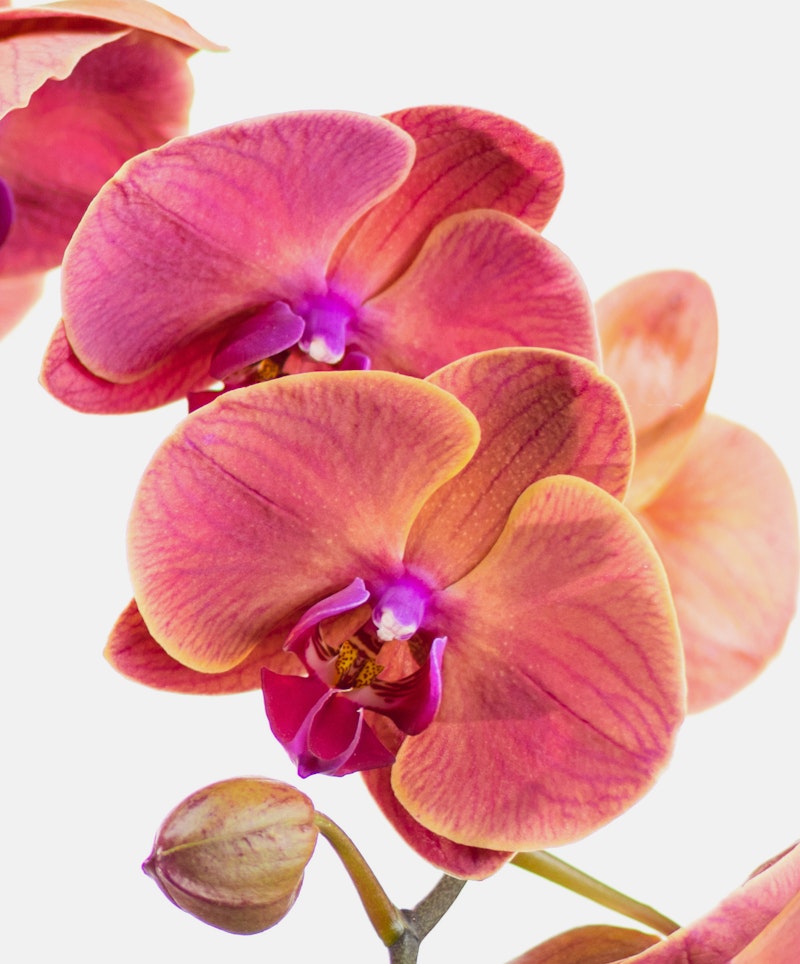 Close-up of vibrant purple and orange Phalaenopsis orchids with a soft-focus white background, highlighting the delicate patterns and textures of the petals.