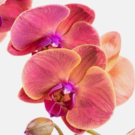 Vibrant orange and pink orchid flowers showcasing delicate petals and lush beauty.