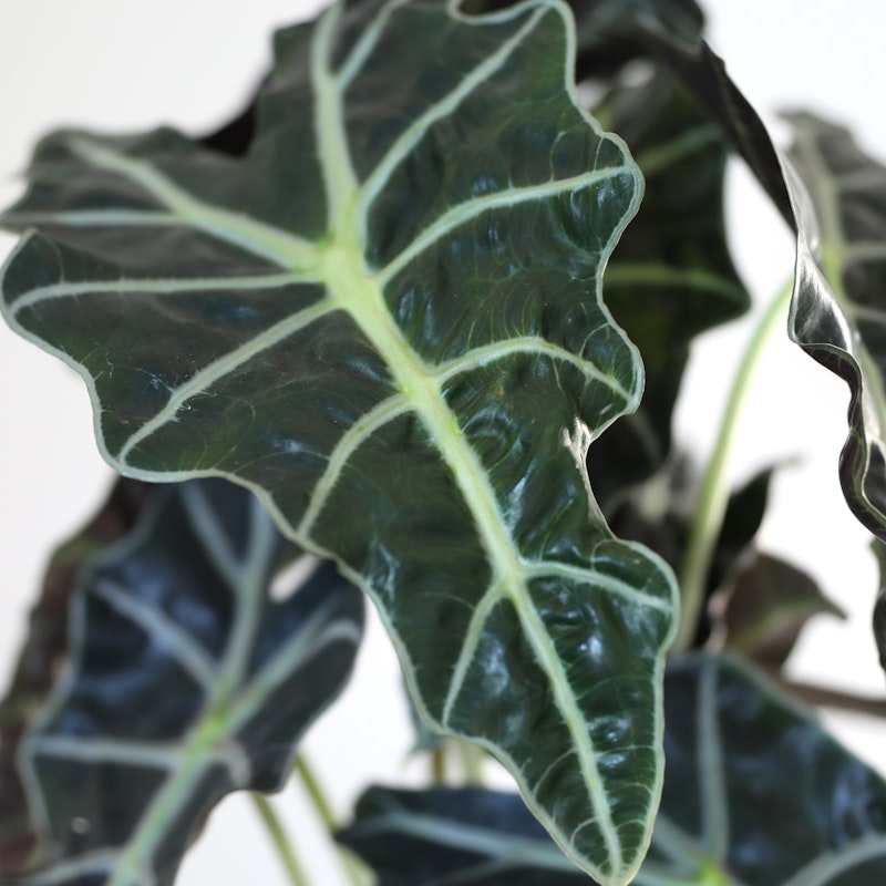 Close-up of a lush, green Alocasia plant leaf with prominent white veins against a pale background, highlighting the natural textures and patterns.