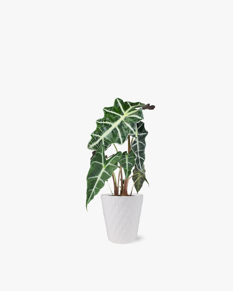 Vibrant green Alocasia amazonica, also known as the African mask plant, with arrow-shaped leaves, prominently veined, in a white textured pot on a seamless white background.