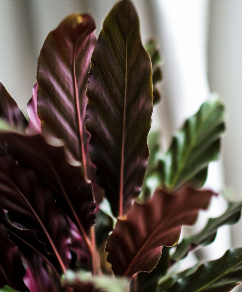 Close-up of the rich, dark purple and green leaves of a Calathea plant, showcasing the unique color pattern and detail with soft-focus background.