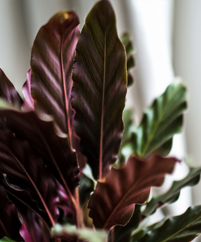 Vibrant green and burgundy leaves of a tropical houseplant, showcasing rich textures and colors.