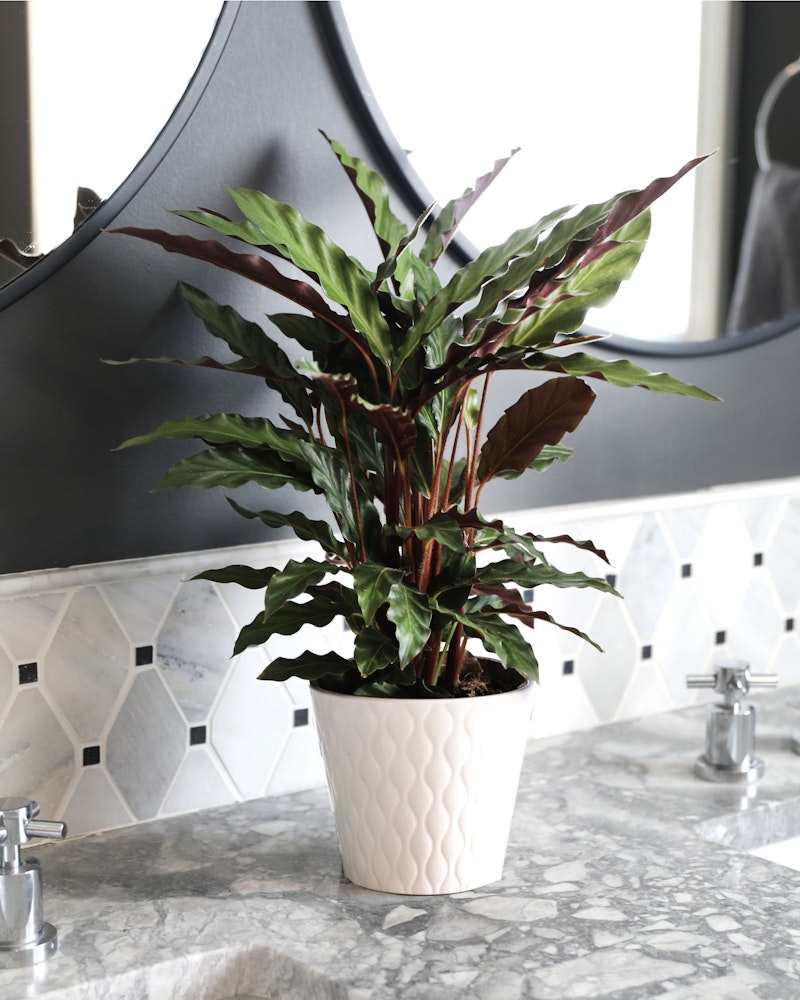 Vibrant green and purple Calathea plant in a white textured pot on a marble bathroom countertop, reflected in a black-framed mirror.