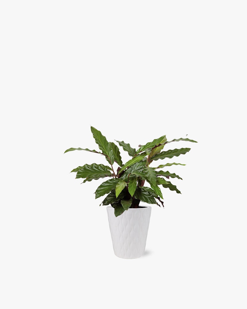 Indoor green plant with jagged leaves in a white textured pot against a clean white background, suited for modern home decor and office spaces.