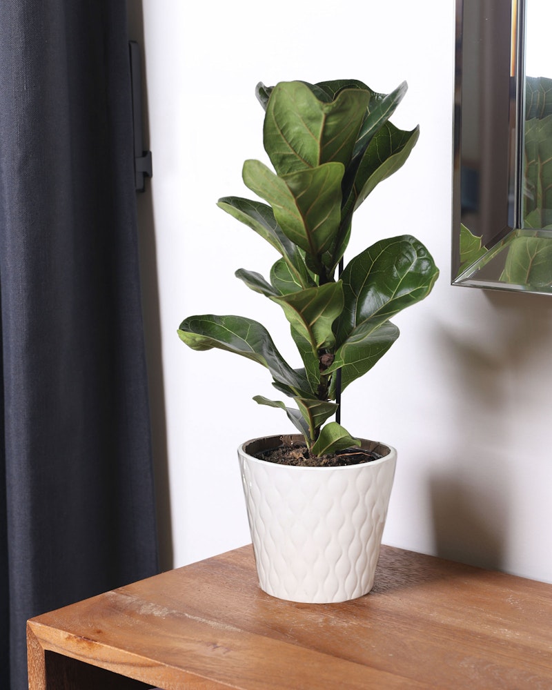Lush green fiddle leaf fig plant in a white textured pot on a wooden table, with a mirror reflecting its leaves, against a gray curtain background.
