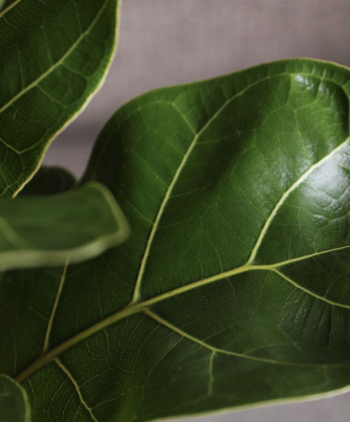 Lush green leaves with intricate veins, ideal for enhancing home decor and aesthetics.