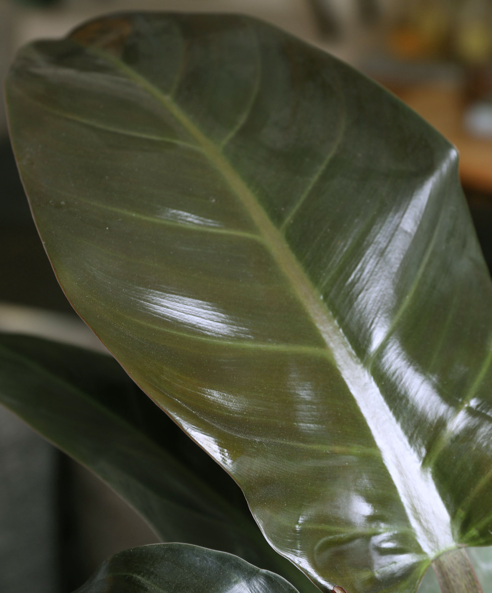 where to buy a pothos plant Emerald Green Pothos Plants  Everglades Farm