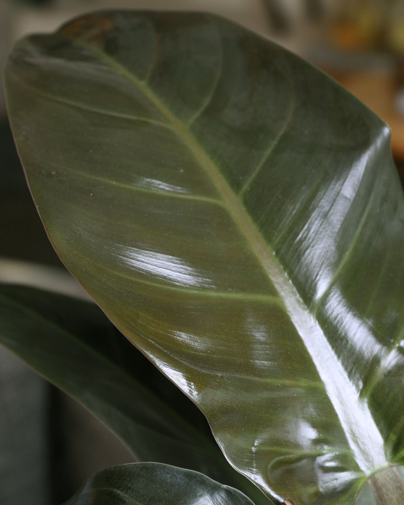 Close-up of a glossy green leaf with prominent veins, showcasing the natural textures and patterns of indoor plant foliage.
