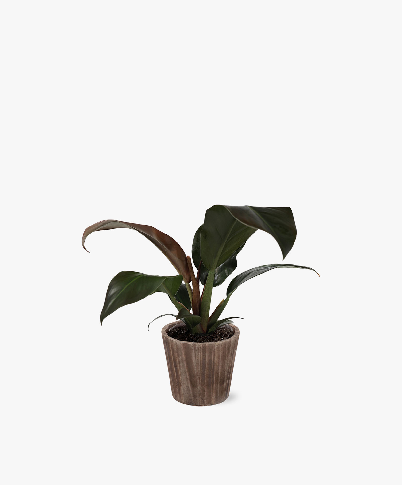 plant stand indoor LITTLE TREE 5-Tier Corner Plant Stand, Free Standing Wood Metal Flower Rack Pot Shelf Display with Round Board, Garden Patio Balcony Plant Holder