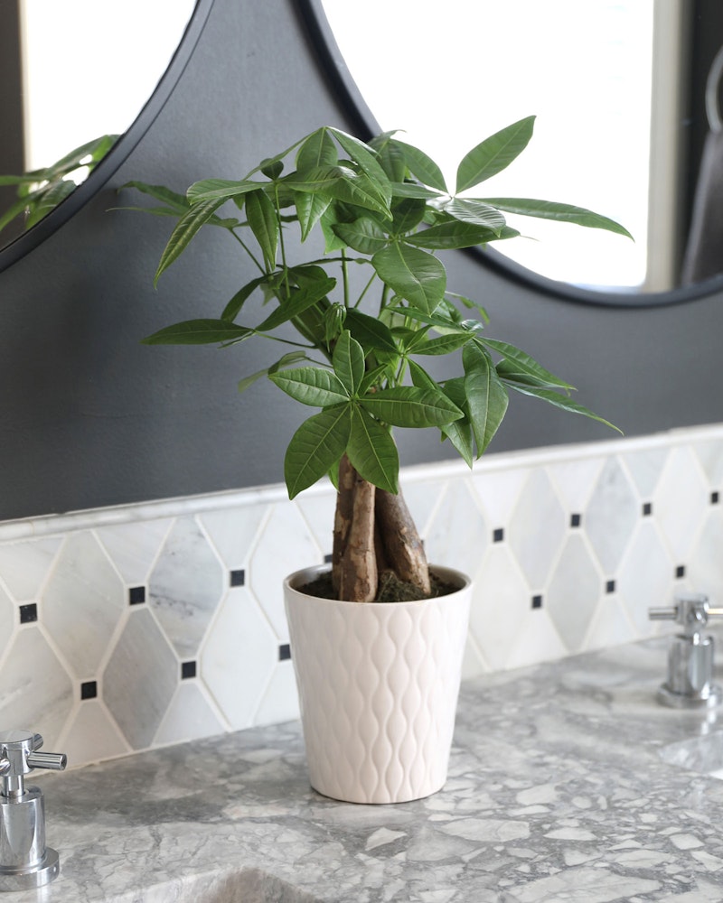 Lush green potted plant with broad leaves sits on a marble countertop against a geometric-tiled backsplash, with a sleek mirror and silver faucets visible.