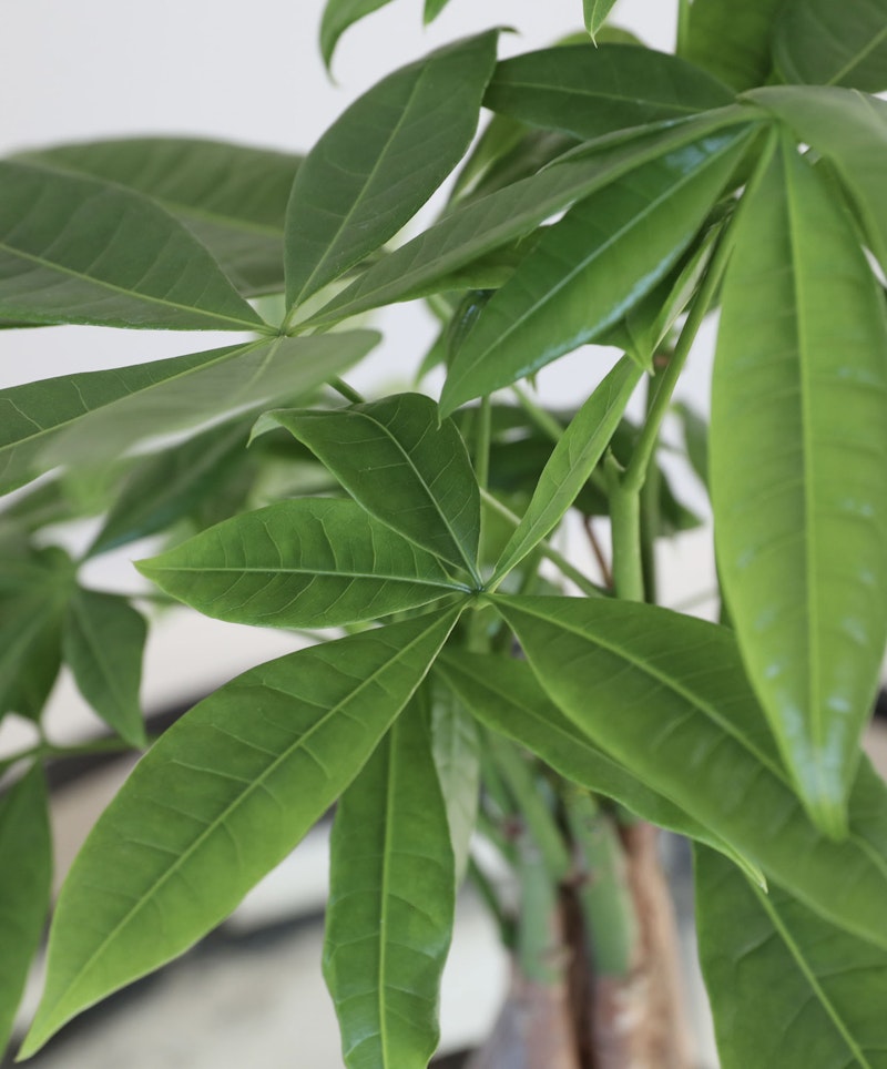 Close-up view of vibrant green leaves on a houseplant, showcasing the detailed leaf veins and lush texture against a softly blurred background.