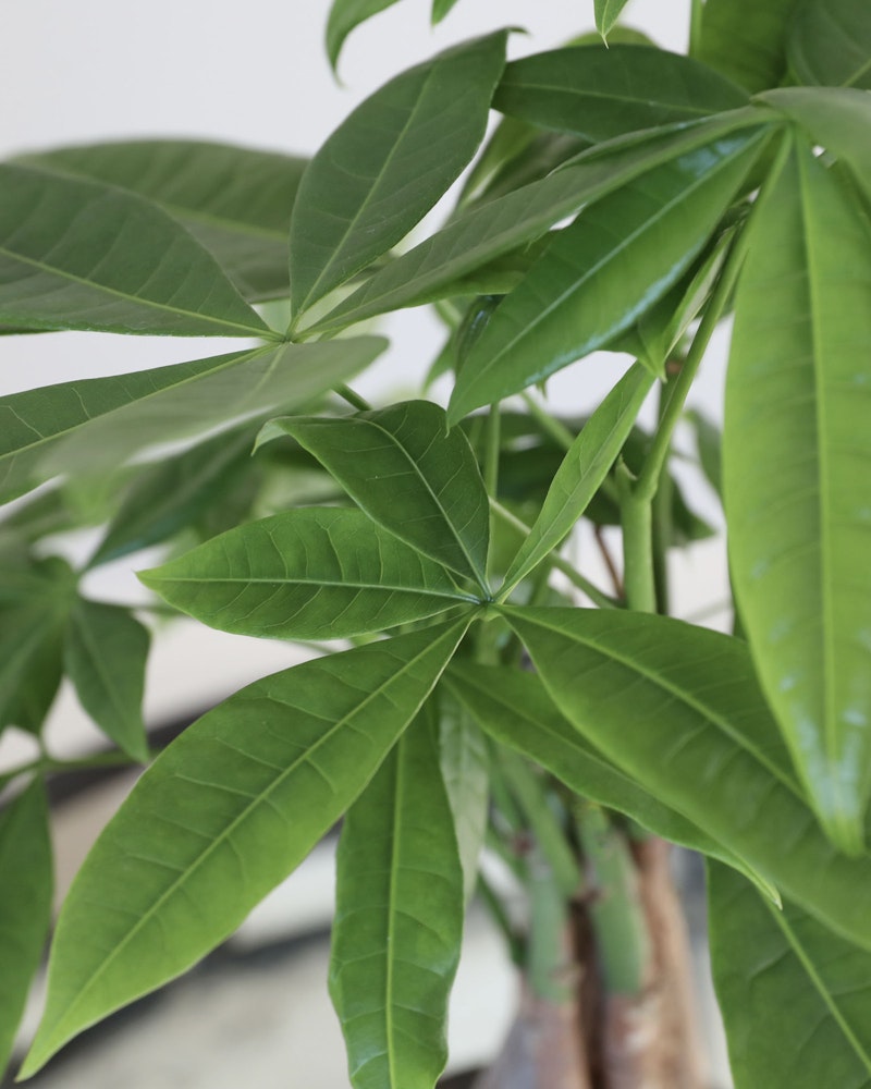 Close-up view of vibrant green leaves on a houseplant, showcasing the detailed leaf veins and lush texture against a softly blurred background.
