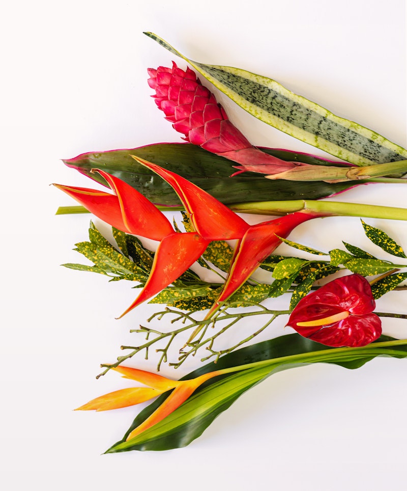 Vibrant tropical flowers and leaves, including red ginger and heliconia, artistically arranged on a bright white background, showcasing exotic foliage and blossoms.