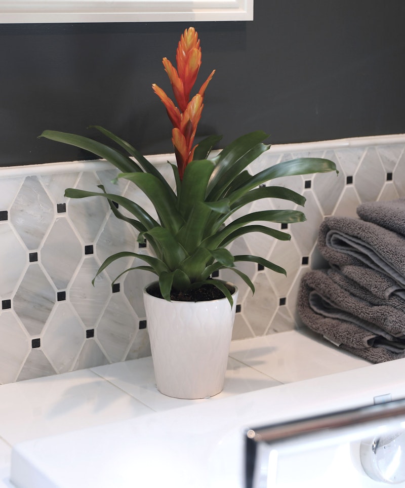 Bright orange bromeliad plant in a white pot on a bathroom countertop with hexagonal tiles and stacked grey towels, adding a pop of color to a modern decor.