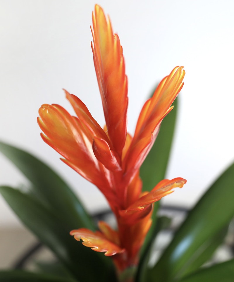 Vibrant orange bromeliad flower with slender petals and dew drops, set against a soft focus background of green leaves and a white wall.