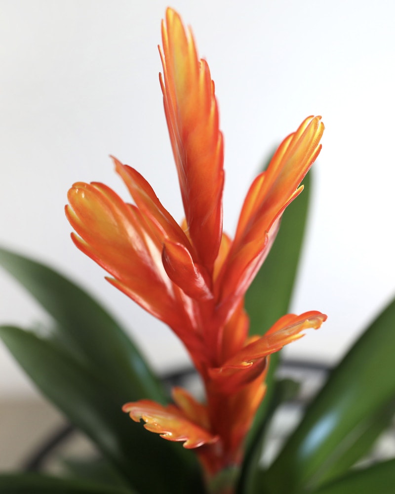 Vibrant orange bromeliad flower with slender petals and dew drops, set against a soft focus background of green leaves and a white wall.