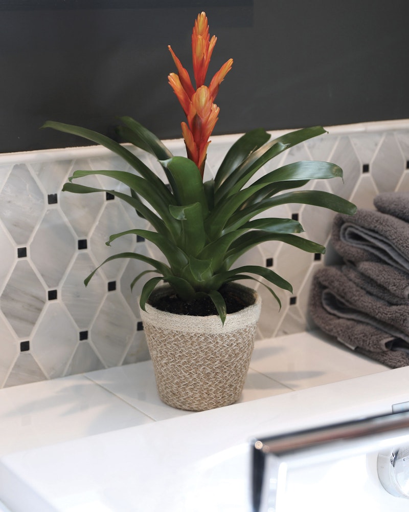 Bromeliad plant with vibrant orange blooms in a beige woven pot, placed on a white bathroom countertop beside folded gray towels and a hexagonal tiled backsplash.