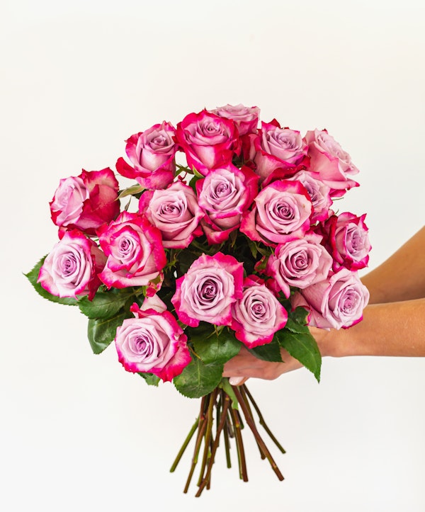 A person holds a large bouquet of vibrant pink and white roses with lush green leaves against a white background, with stems gathered at the bottom.