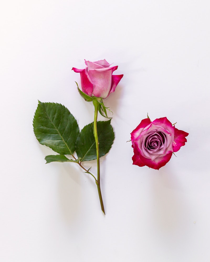 Two pink roses with green leaves, one intact and upright, the other with spiraling petals, on a white background.