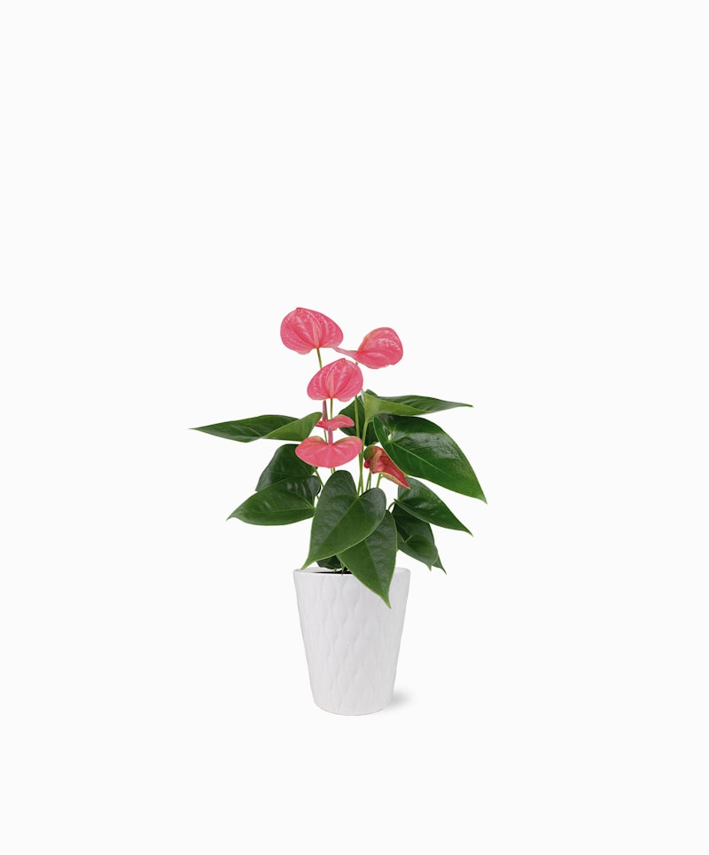 Vibrant pink anthurium plant with heart-shaped blooms and lush green leaves in a sleek white textured pot on a clean white background.