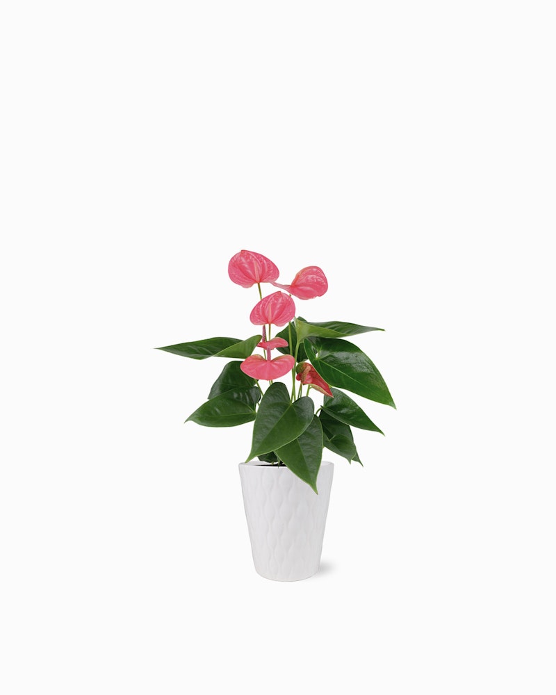 Vibrant pink anthurium plant with heart-shaped blooms and lush green leaves in a sleek white textured pot on a clean white background.