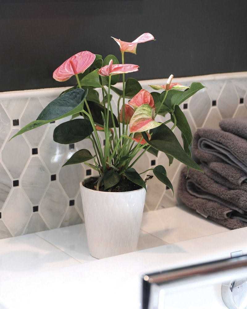 Pink anthurium plant in a white pot on a bathroom counter with hexagonal tiles, next to folded gray towels with a focus on enhancing home decor.
