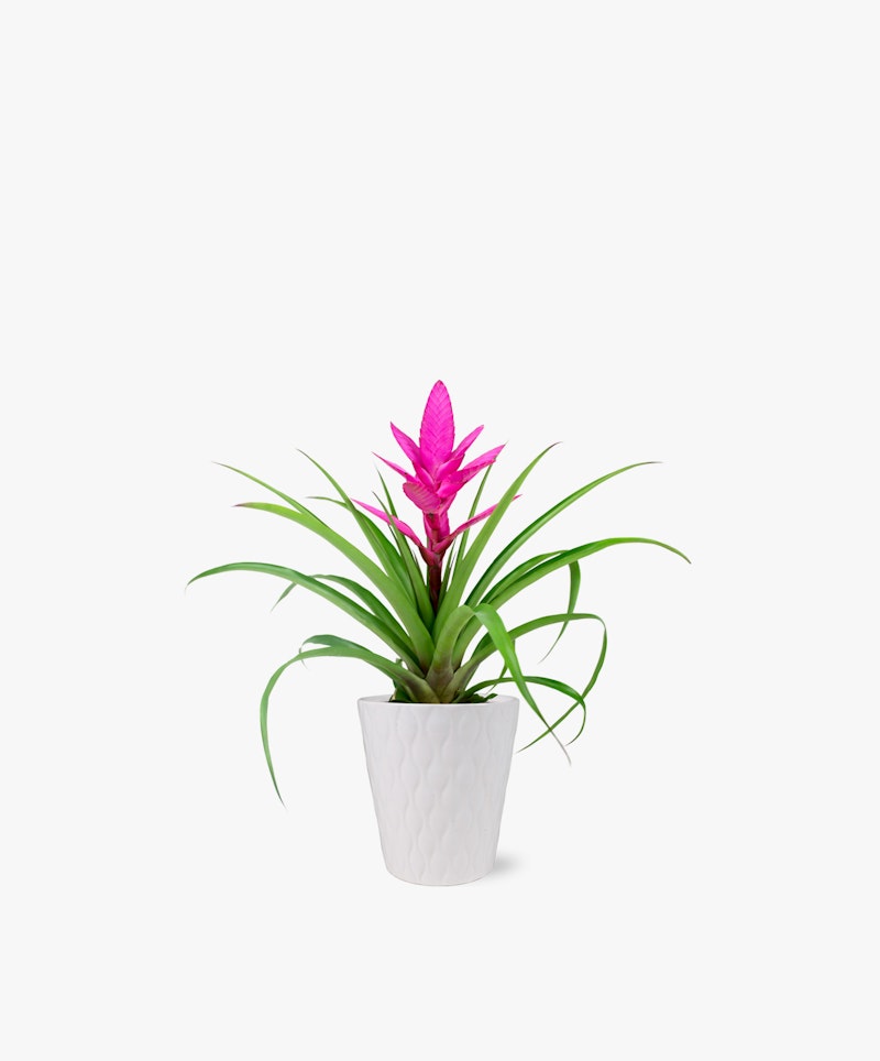 Vibrant pink bromeliad plant with lush green leaves in a decorative white pot on a seamless white background, ideal for modern home or office decor.