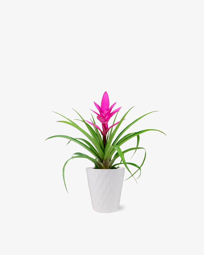 Vibrant pink bromeliad plant with lush green leaves in a decorative white pot on a seamless white background, ideal for modern home or office decor.