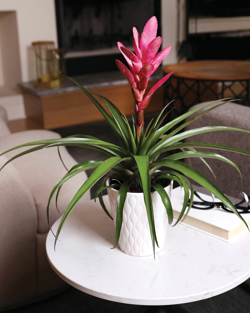 A vibrant pink bromeliad plant in a white geometric pot, displayed on a marble coffee table in a cozy living room with a neutral-toned couch and fireplace in the background.